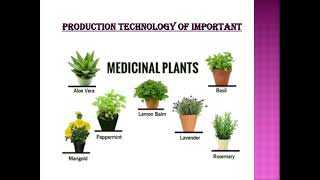 Production technology of Medicinal plantsCostus speciosus [upl. by Youngran277]