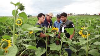 Agronomia Unicesumar  Profissão em Foco [upl. by Airtemak30]