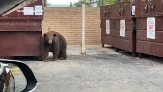 Hank the Tank bear who broke into 21 homes around Tahoe taken to Colorado sanctuary [upl. by Uot]