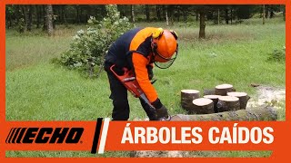 Cómo trabajar con árboles caídos con las motosierras ECHO [upl. by Goto]