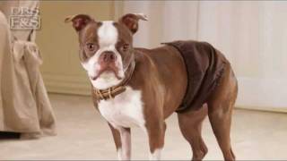 Dog Incontinence and Accidents Drs Foster and Smith Male NoLeak Wraps  DrsFosterSmithcom [upl. by Analad]