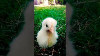 Wow Cutie hen chicks video  Cutie baby chicken free sounds  Adorable beautiful chick shorts [upl. by Kos]