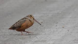 American Woodcock doing the strut [upl. by Lezirg]