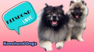 Adorable Keeshond Puppies A Guide to Raising Your New Furry Friend [upl. by Patman709]