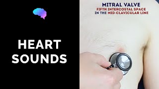 Heart murmur sounds cardiac auscultation sounds  UKMLA  CPSA [upl. by Adiasteb]