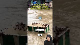 Hewan paling ditakutkan muncul saat banjir kecoa videolucu banjir [upl. by Essam]