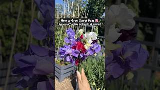 How to Grow Sweet Peas 🌸🫛 60 Second Growing Guide [upl. by Anahsar529]