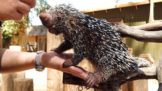 Meet BeBop the PrehensileTailed Porcupine from Wildlife World Zoo [upl. by Auqinihs]