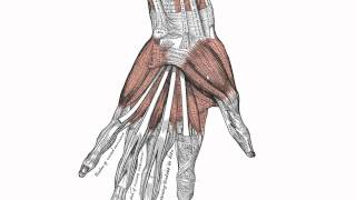 Muscles of the Hand  Anatomy Tutorial [upl. by Enyallij637]