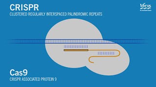 CRISPRCas9 Transfection Mirus Bio [upl. by Ashwin]