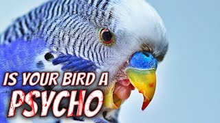 Is your Bird a Psycho [upl. by Gould9]