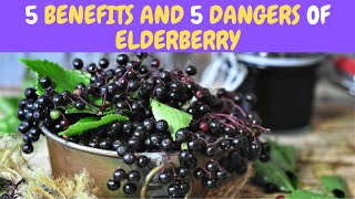 5 Benefits and 5 Dangers Of Elderberry [upl. by Aneret745]