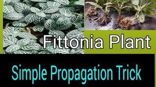 Fittonia Nurve plant Simple Propagation  ഫിറ്റോണിയ ചെടി എളുപ്പത്തിൽ തൈകൾ ഉണ്ടാക്കാം  വളർത്താം [upl. by Harat]