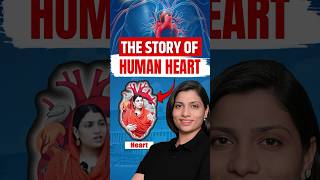 Story of Human Heart  Ritu Rattewal neetbiology neetconcept neet heart humanheart [upl. by Nodanrb]