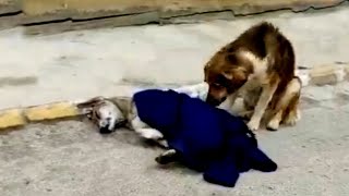 Tearful story A male dog cries and begs passersby to help his mate but to no avail [upl. by Joli]