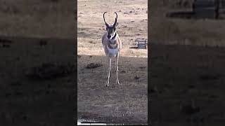 Pronghorn Antelope coming in bowhunting antelopehunting pronghorn [upl. by Kcirderf]