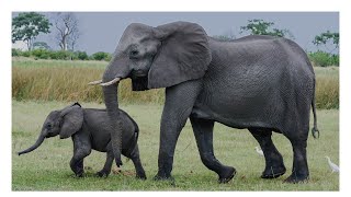 ELEPHANTS  BRUITS DELEPHANTS LE PLUS GRAND DES MAMMIFERES [upl. by Yllrebmik314]