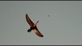 Cormorant cull ShotKam [upl. by Ina]