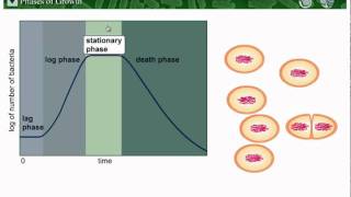 Microbial Growth  Part 2 [upl. by Adnalram]