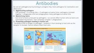 A2 Edexcel Biology Unit 4  Bacteria Viruses InnateSpecific Immunity [upl. by Terese]