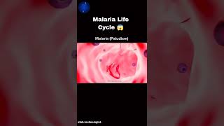 malaria life cycle malaria bacteria [upl. by Nirol13]