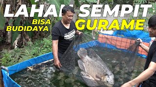 Hasil Maksimal Budidaya Gurame di Kolam Terpal [upl. by Eruot346]