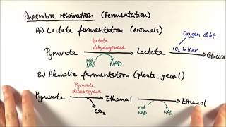 A2 Biology  Anaerobic respiration OCR A Chapter 185 [upl. by Adnamahs]