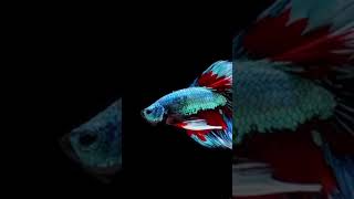 Rosetail betta fish [upl. by Accem235]