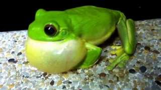 Orange Eyed Green Tree Frog Amazing Abs workout Springbrook QLD [upl. by Iznek263]