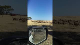 mustering sheep into the yards [upl. by Amelus]