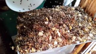 Bees cleaning up honey cappings and crushed combs [upl. by Ainud]