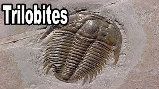 Trilobites Fosil y Datos [upl. by Notyarb131]