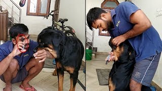 How to give  liver tonic to your Rottweiler   Bolt [upl. by Ferde]