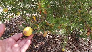 Argan Nut Trees  Exotic Fruit Trees Argania spinosa At My Friends Orchard [upl. by Elrebmik]