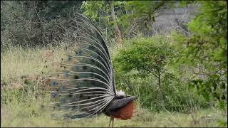 peacock dance in the morning [upl. by Perron]