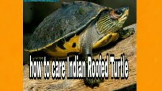 How To Care Indian Roofed Turtle video HindiUrdu [upl. by Infeld398]