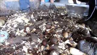 Cassava Farming with Makushi Amerindians in Guyana [upl. by Ceevah368]