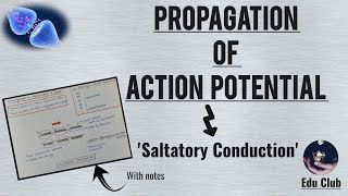 Propagation Of Action Potential  Saltatory Conduction  Nerve Muscle Physiology [upl. by Skipton999]