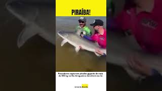 Pescadores capturam piraíba gigante de mais de 100 kg no Rio Araguaia e devolvem ao rio [upl. by Annahavas]