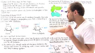 Stage 1 of Glycolysis Steps 123 [upl. by Melisa]