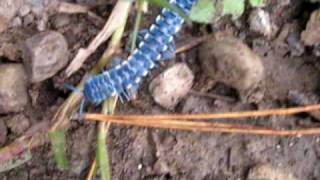 Giant blue millipede of Mexico [upl. by Fleurette]