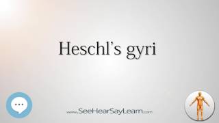 Heschls gyri Anatomy Named After People 🔊 [upl. by Zoes]