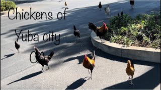 Feral Chickens of Yuba City Ca Their everywhere Been there since 1950’s [upl. by Seve26]