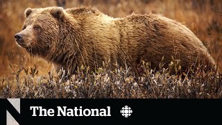 Grizzly bear attack kills couple in Banff National Park [upl. by Ekle882]