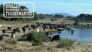 EL CORDEL DE LAS AVILEÑAS Trashumancia de Extremadura a Gredos [upl. by Donoghue990]