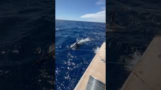 Wiring up a big blue marlin off Kona Hawaii [upl. by Anica]