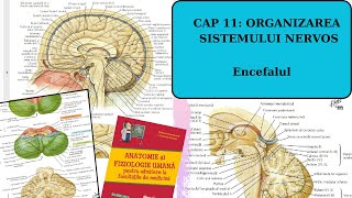 ADMITERE MEDICINA BARRONS SISTEMUL NERVOS 23 Encefalul [upl. by Enoyrt450]