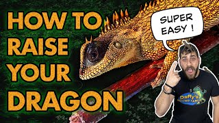 Watch This Before You Buy A Mountain Horned Dragon [upl. by Lajib118]