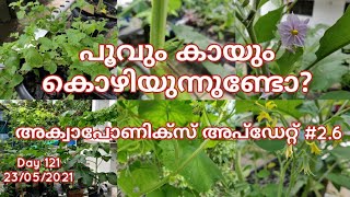 അക്വാപോണിക്‌സ് അപ്ഡേറ്റ് 26  aquaponics malayalam  kerala  fish farming [upl. by Dowzall275]