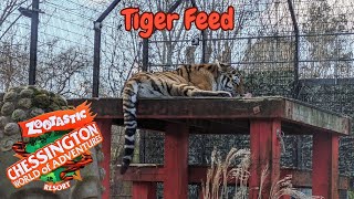 Tiger Feed Zootastic Weekends 2024 at Chessington World of Adventures Resort [upl. by Nyladnek616]